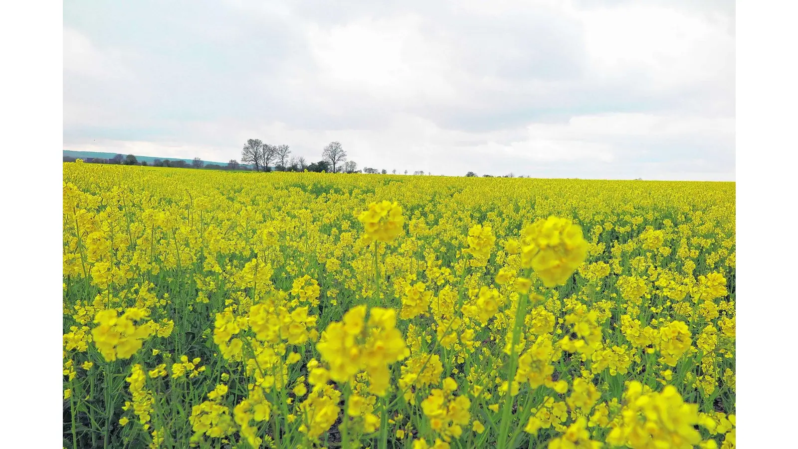 Rapsernte enttäuscht die Landwirte (Foto: mh)