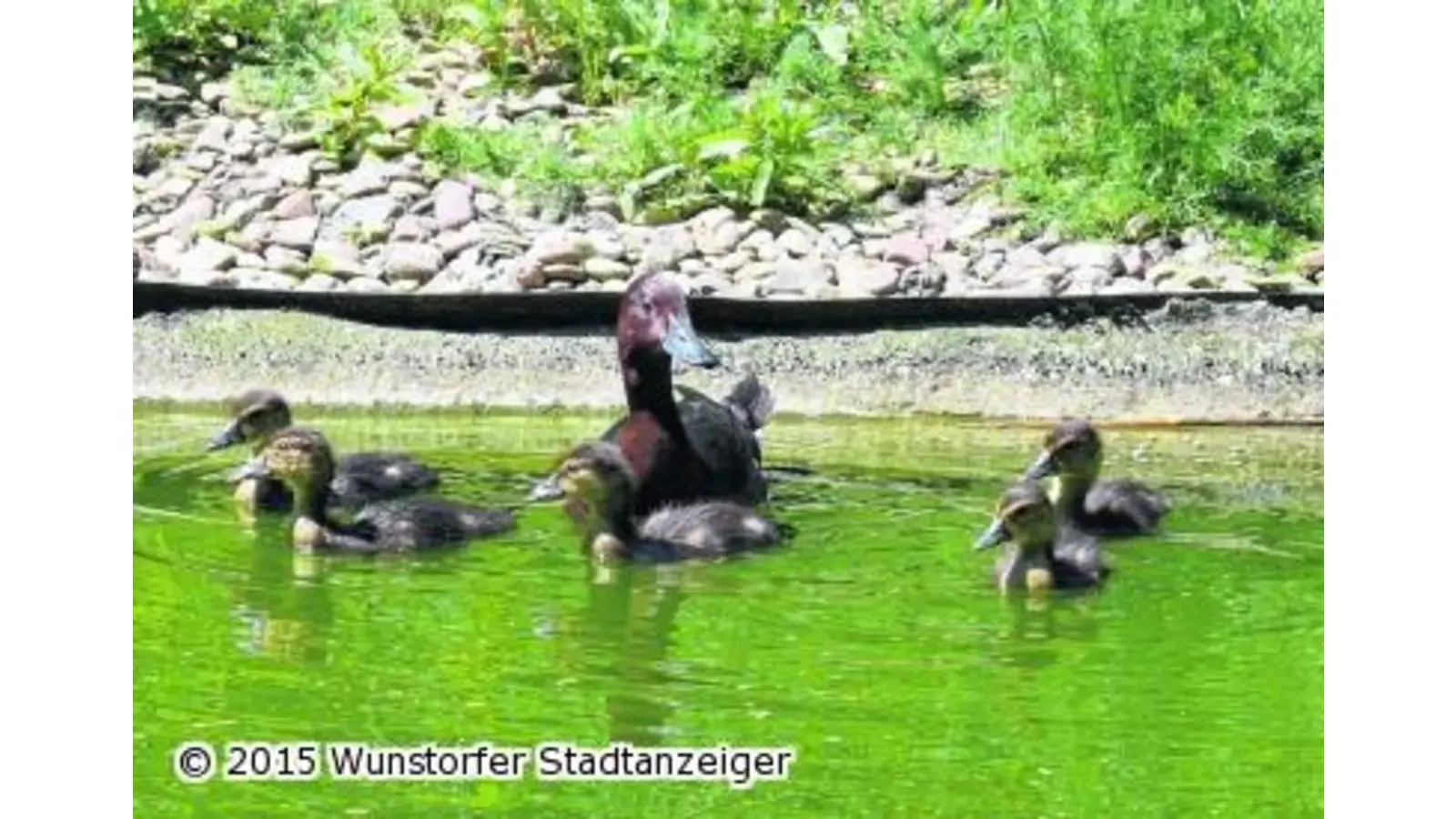 Zehn Jungtiere bereits gesichtet (Foto: mk)