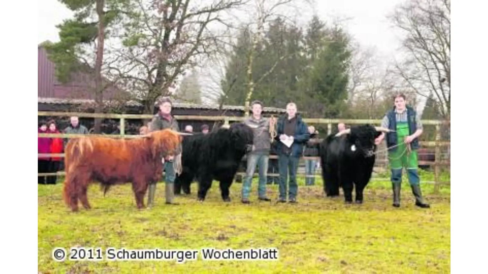 Schau und Körung der Highland Cattles (Foto: ste)