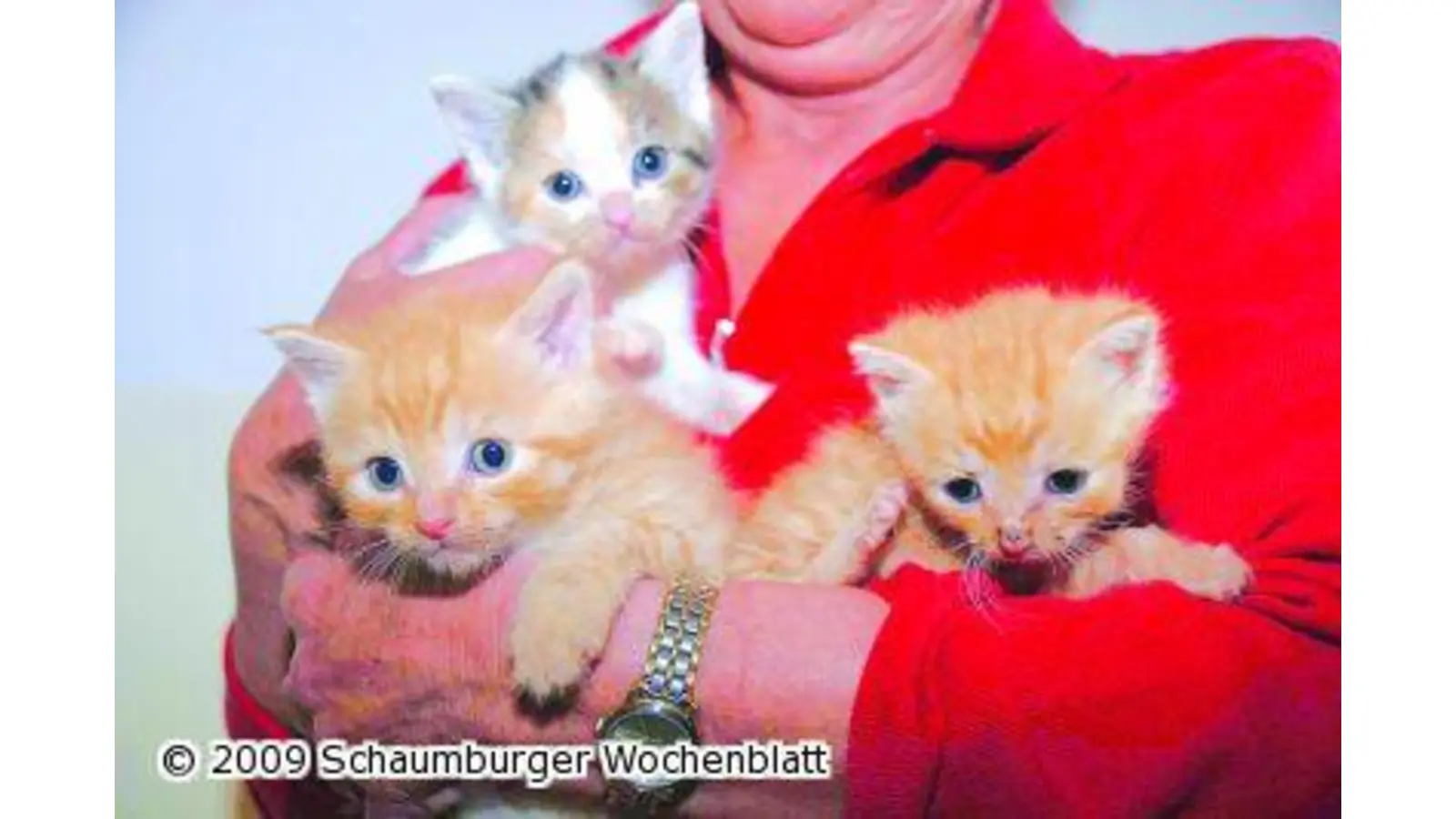 Tierschützer suchen Pflegestellen (Foto: hb)