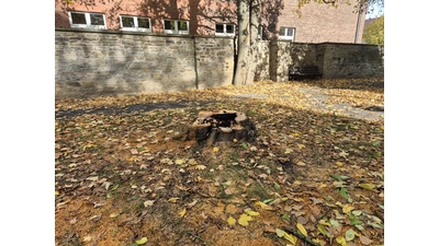 Der alte Kirschbaum musste wegen der Beschädigung durch das Feuer gefällt werden. (Foto: Stadt Stadthagen )