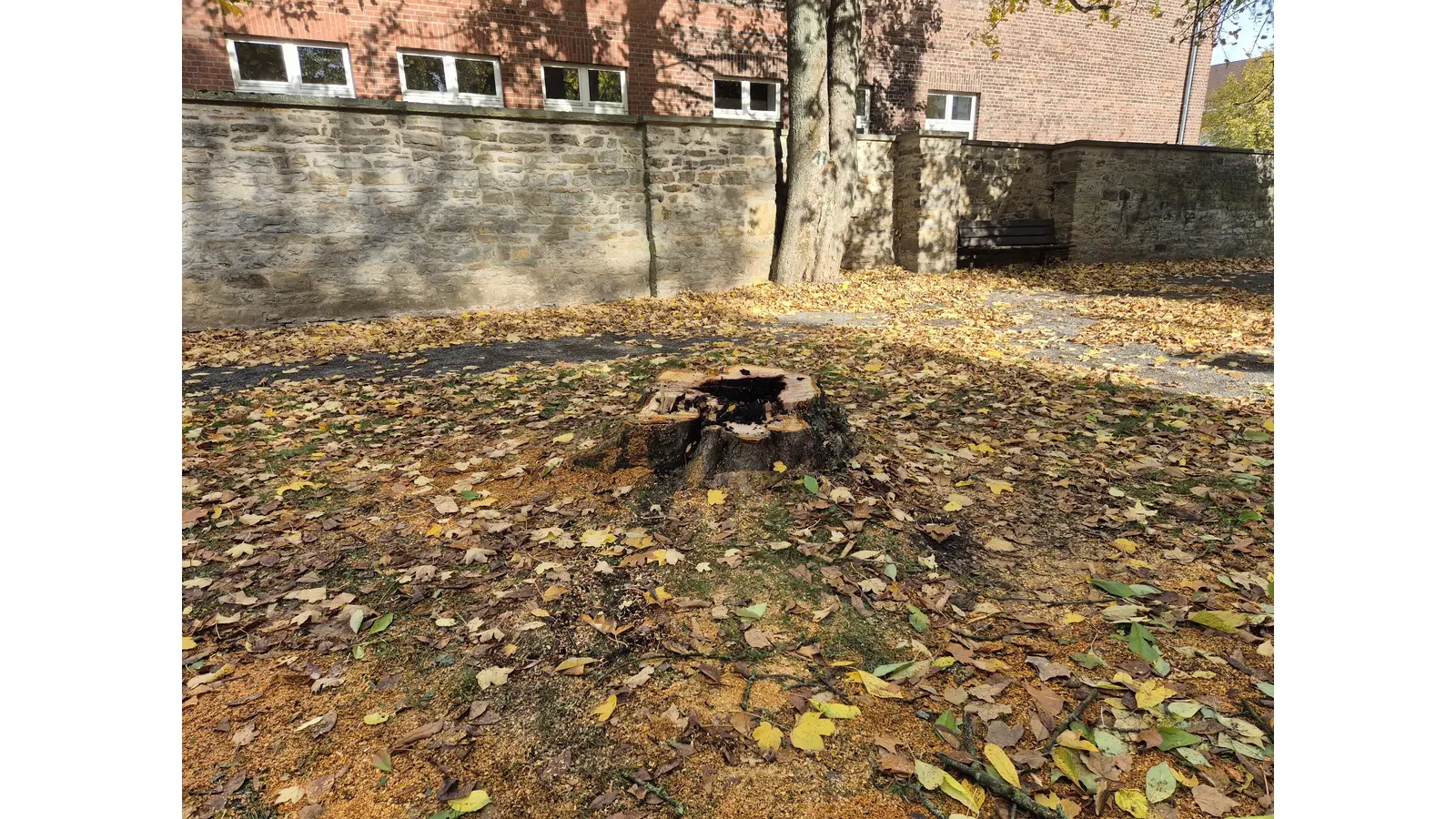 Der alte Kirschbaum musste wegen der Beschädigung durch das Feuer gefällt werden. (Foto: Stadt Stadthagen )
