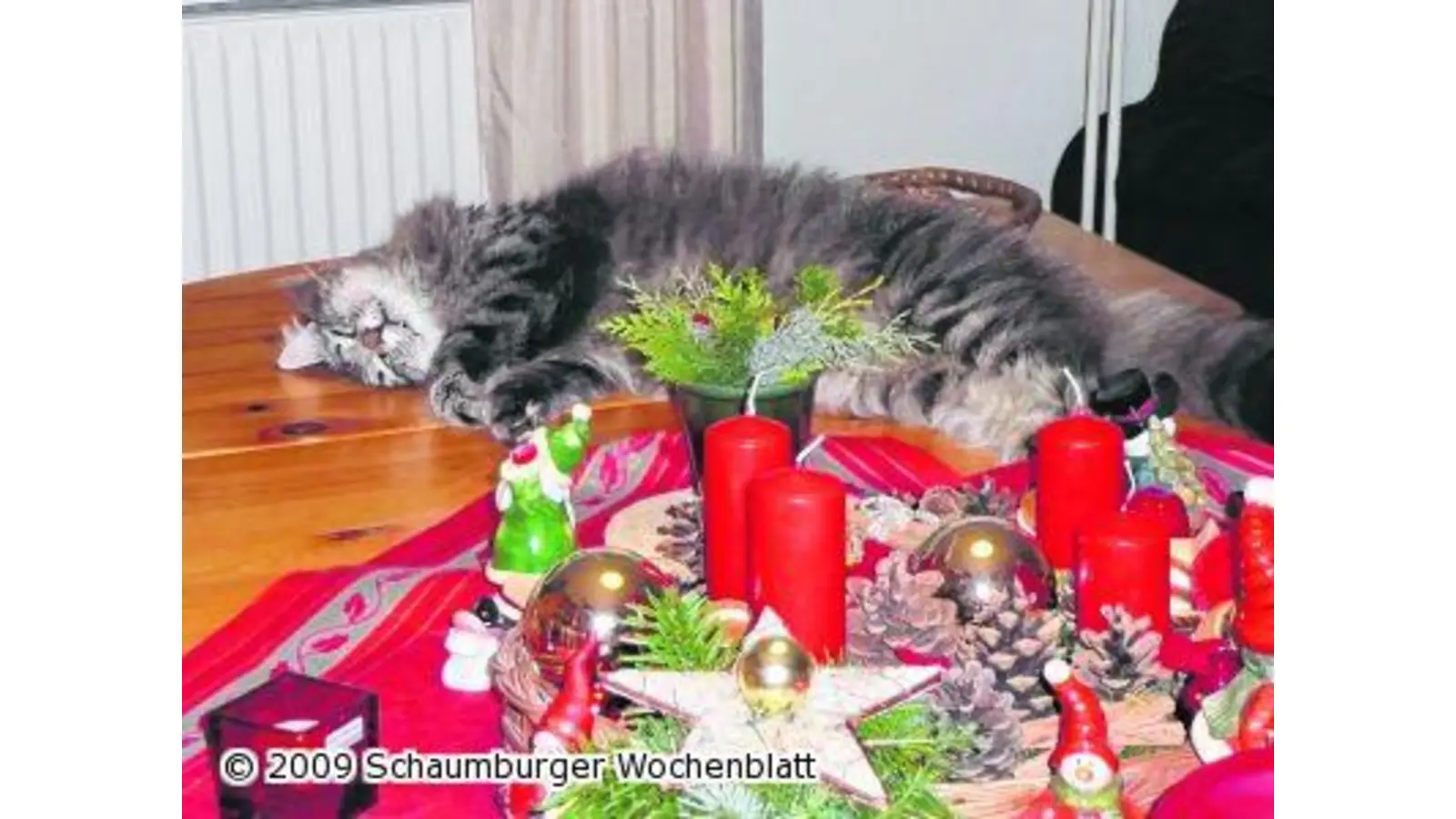 Tierische Weihnachtsgrüße (Foto: red)