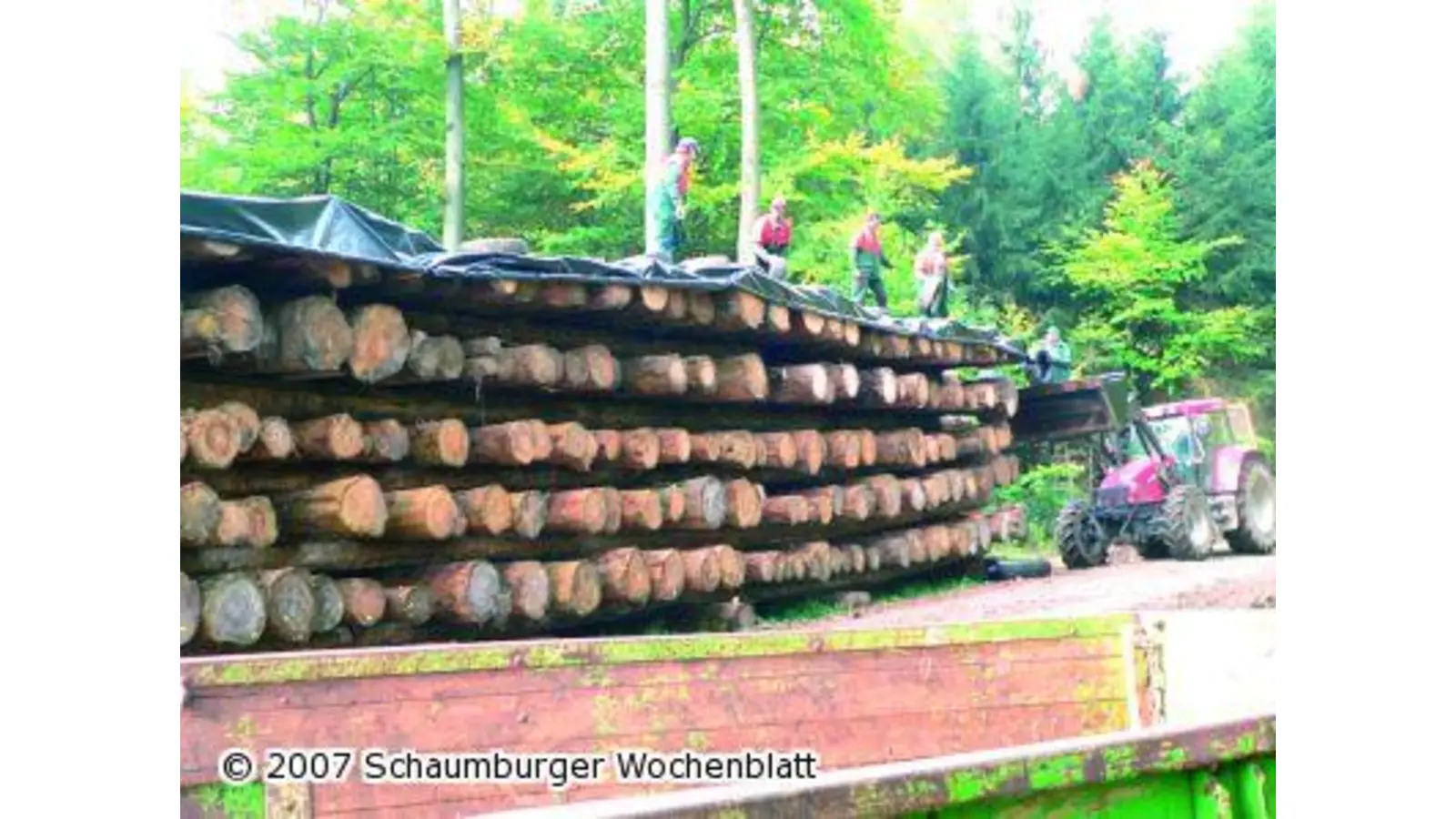 In großen Poltern warten Stämme auf bessere Vermarktungszeiten (Foto: al)