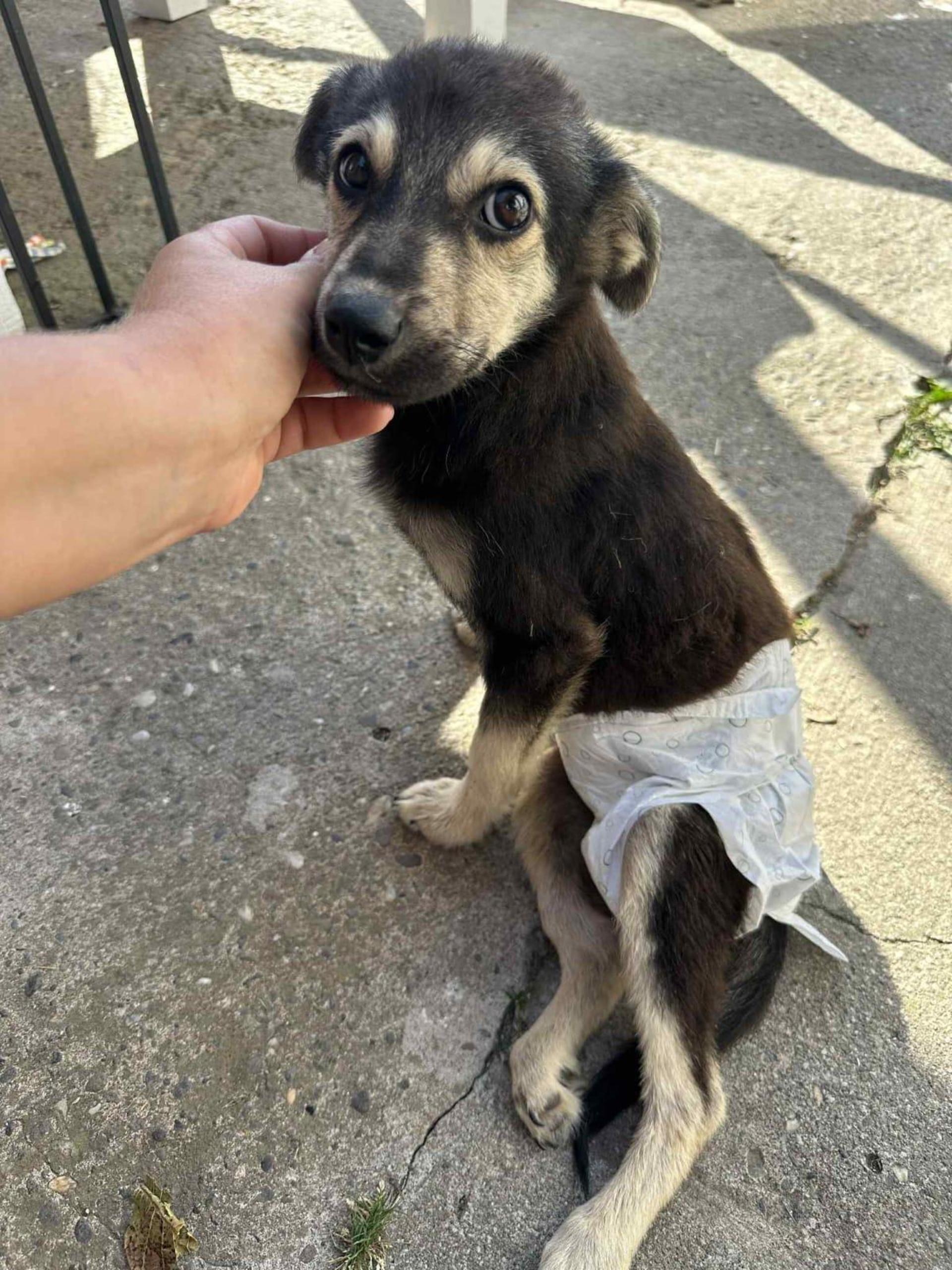 Viele Hunde haben ein Handicap, das ihnen in ihrer Heimat zum Verhängnis werden würde. (Foto: privat)