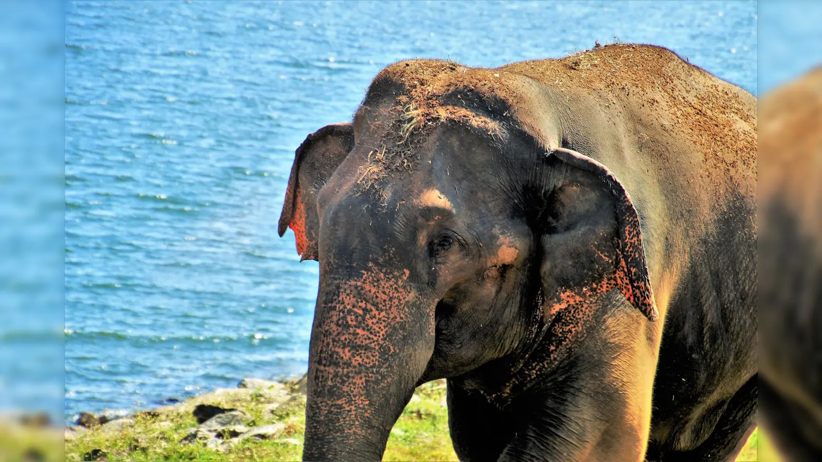 Elefanten gelten in Sri Lanka als heilig. (Foto: privat)