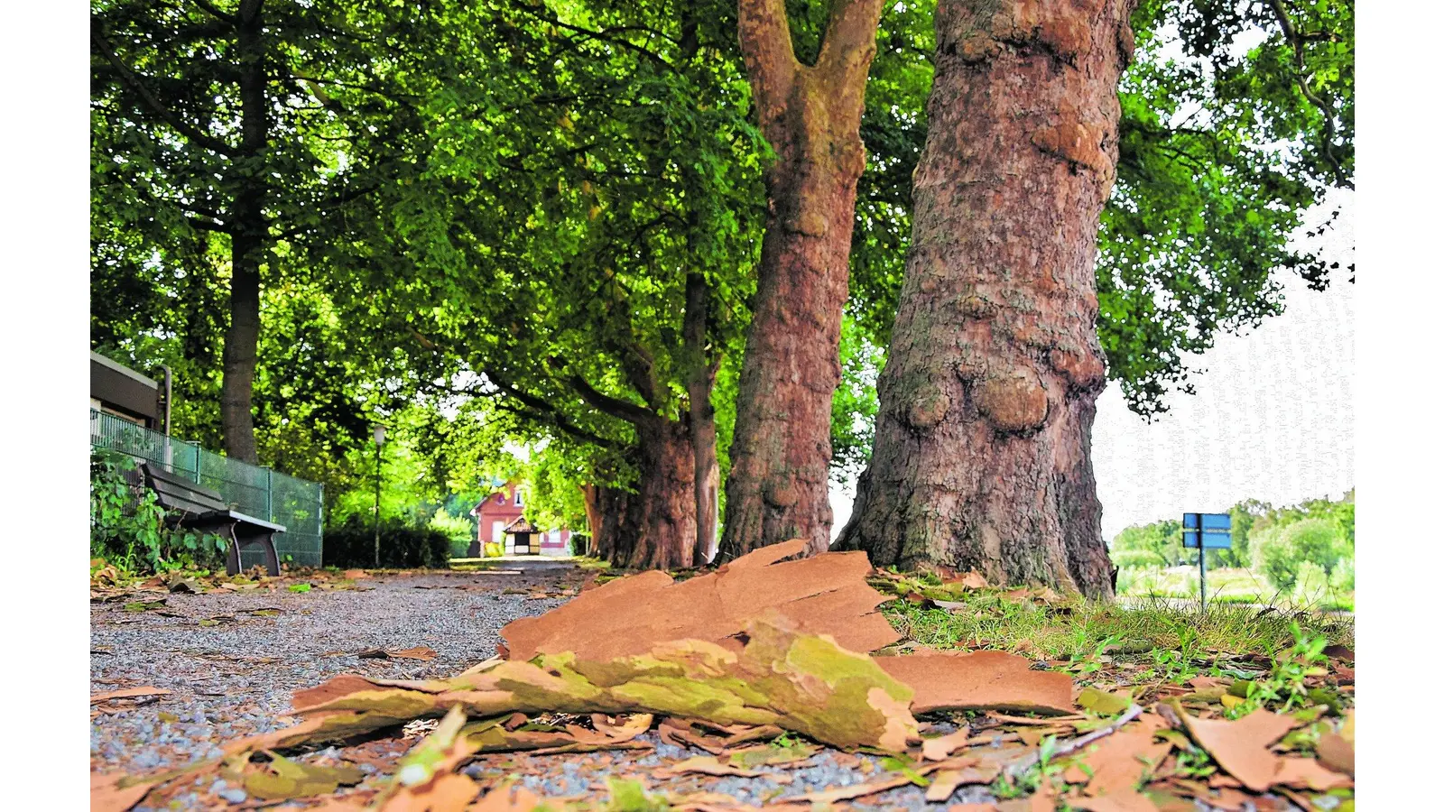Die Haut wird zu eng und platzt weg (Foto: ste)