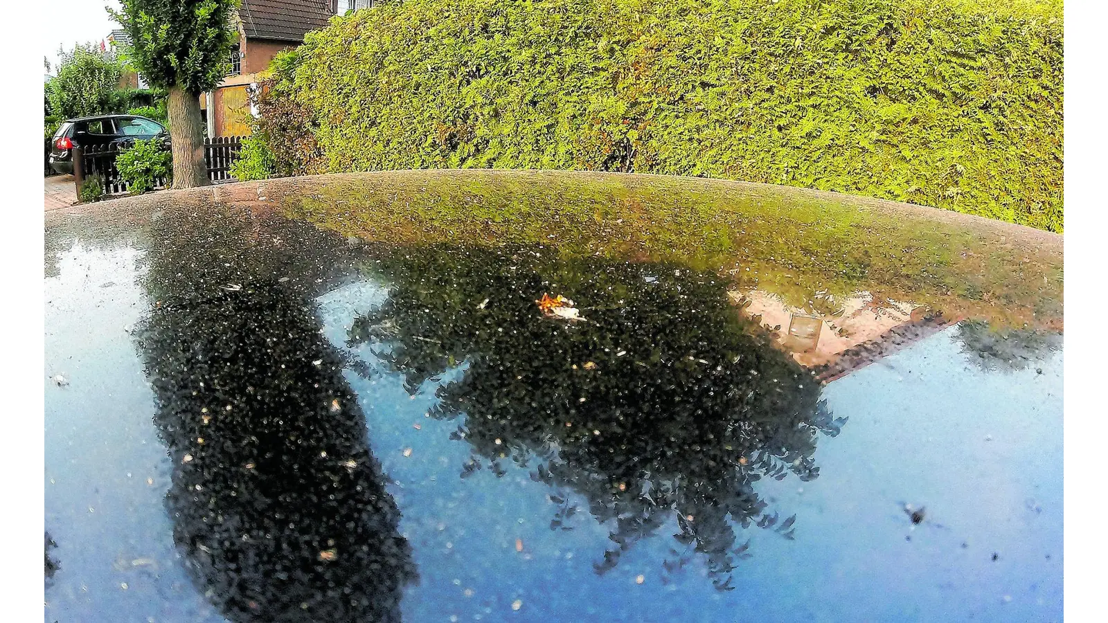 Honigtau ist eigentlich nur der Kot der Blattläuse (Foto: ste)