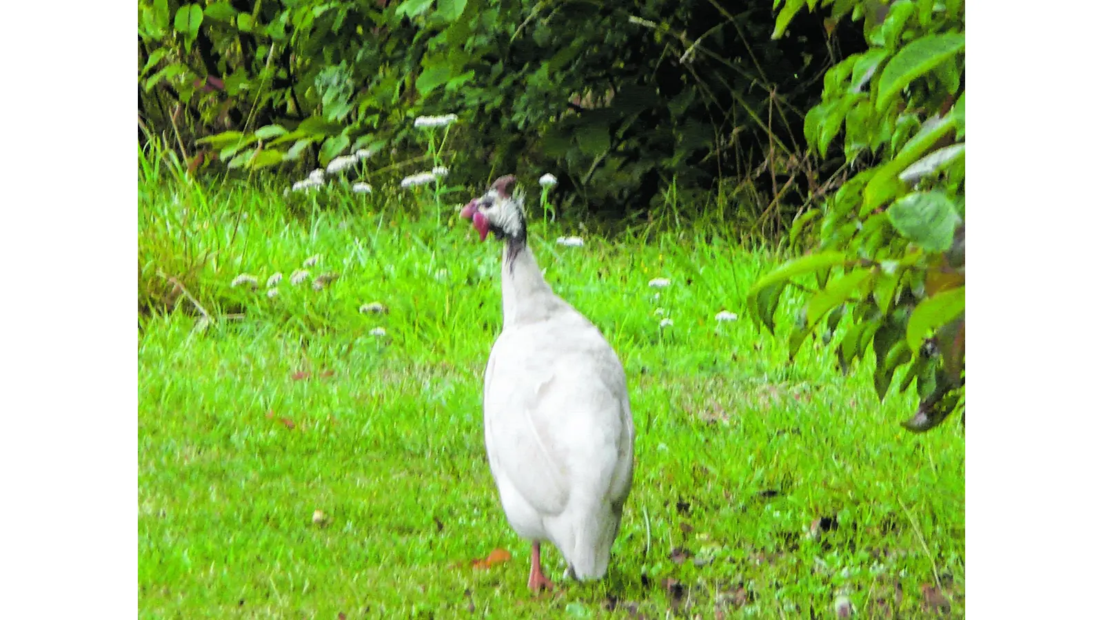 Entlaufener Truthahn (Foto: red)