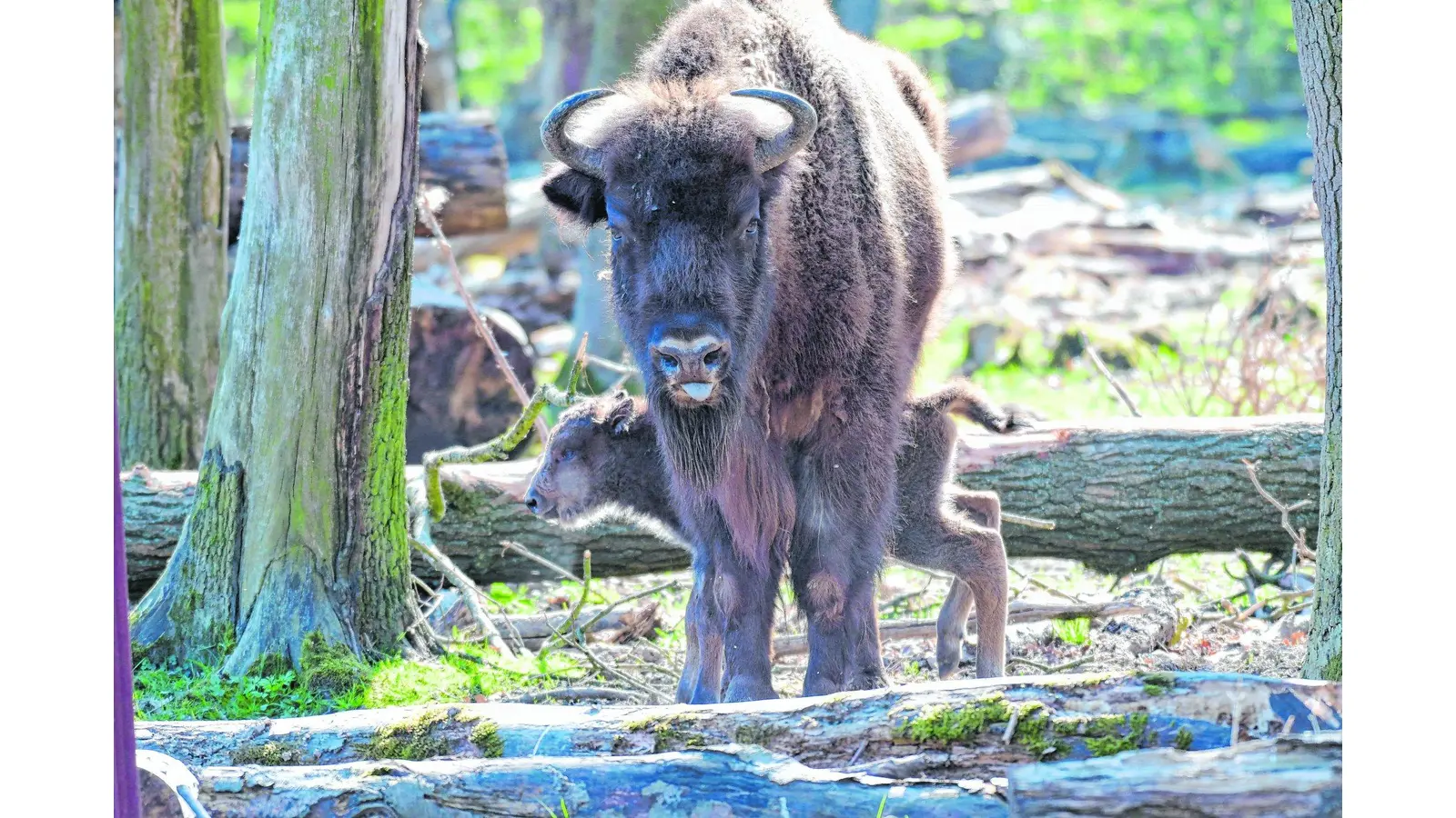 Wisentgehege ist nun endlich wieder geöffnet (Foto: red)