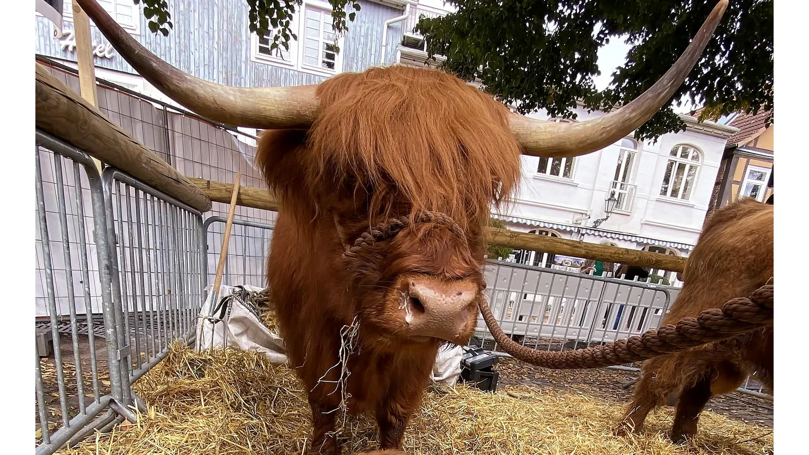 Tierisch gut: Öko- und Bauernmarkt an diesem Wochenende in Rinteln.<br> (Foto: ste)