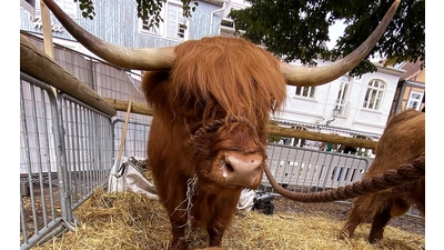 Tierisch gut: Öko- und Bauernmarkt an diesem Wochenende in Rinteln.<br> (Foto: ste)