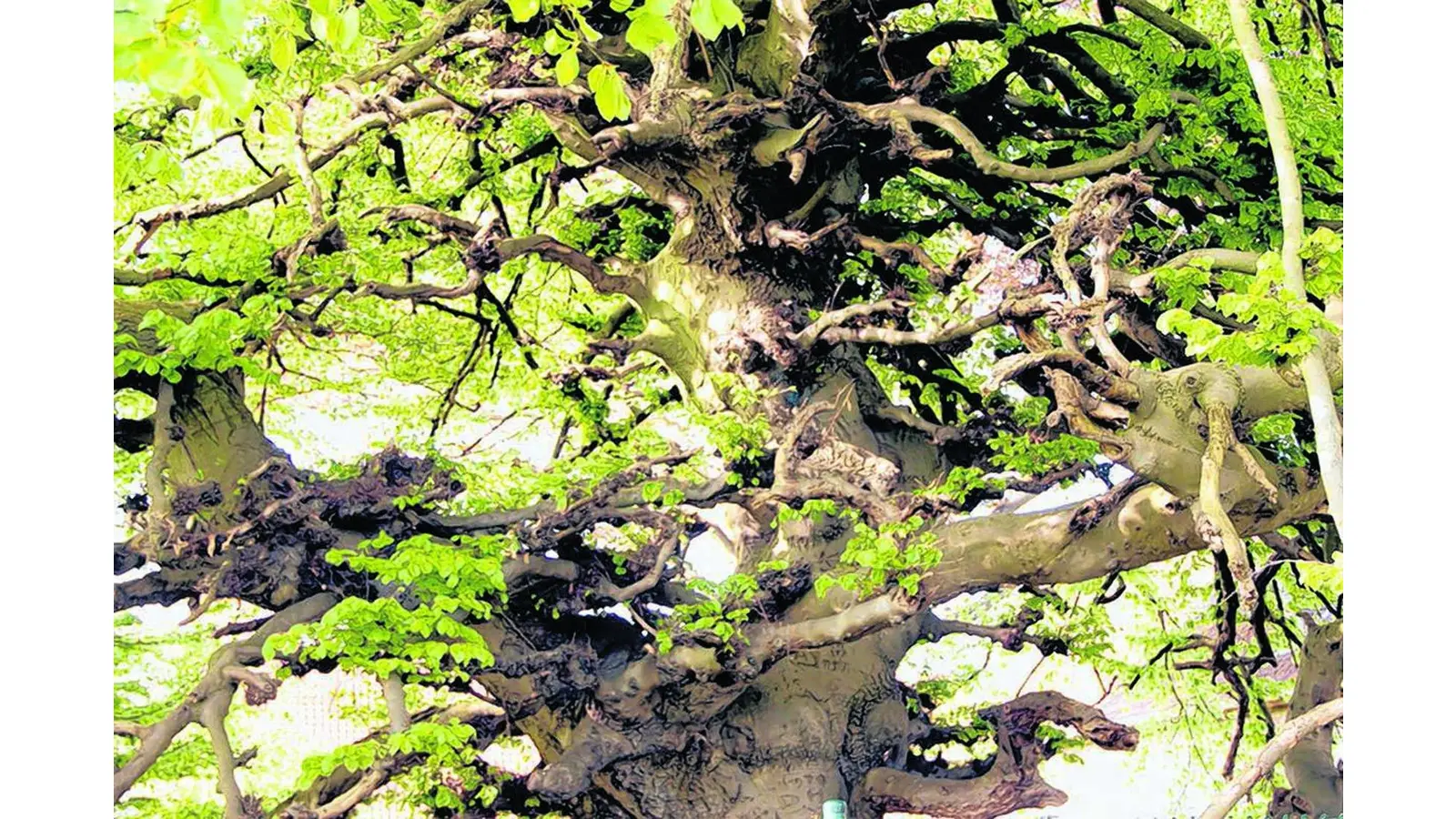 Süntel-Buchen für den Rodenberg (Foto: mk)