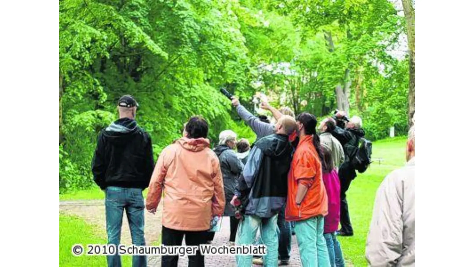 Gezwitscher im Blätterwerk (Foto: ste)