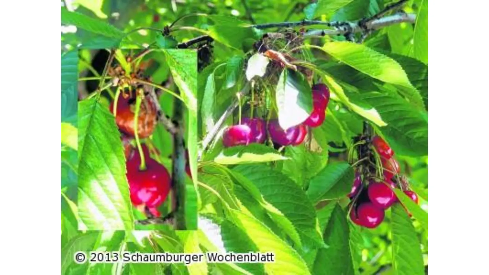 Regen und Kälte im April verhindern Obsternte (Foto: red)