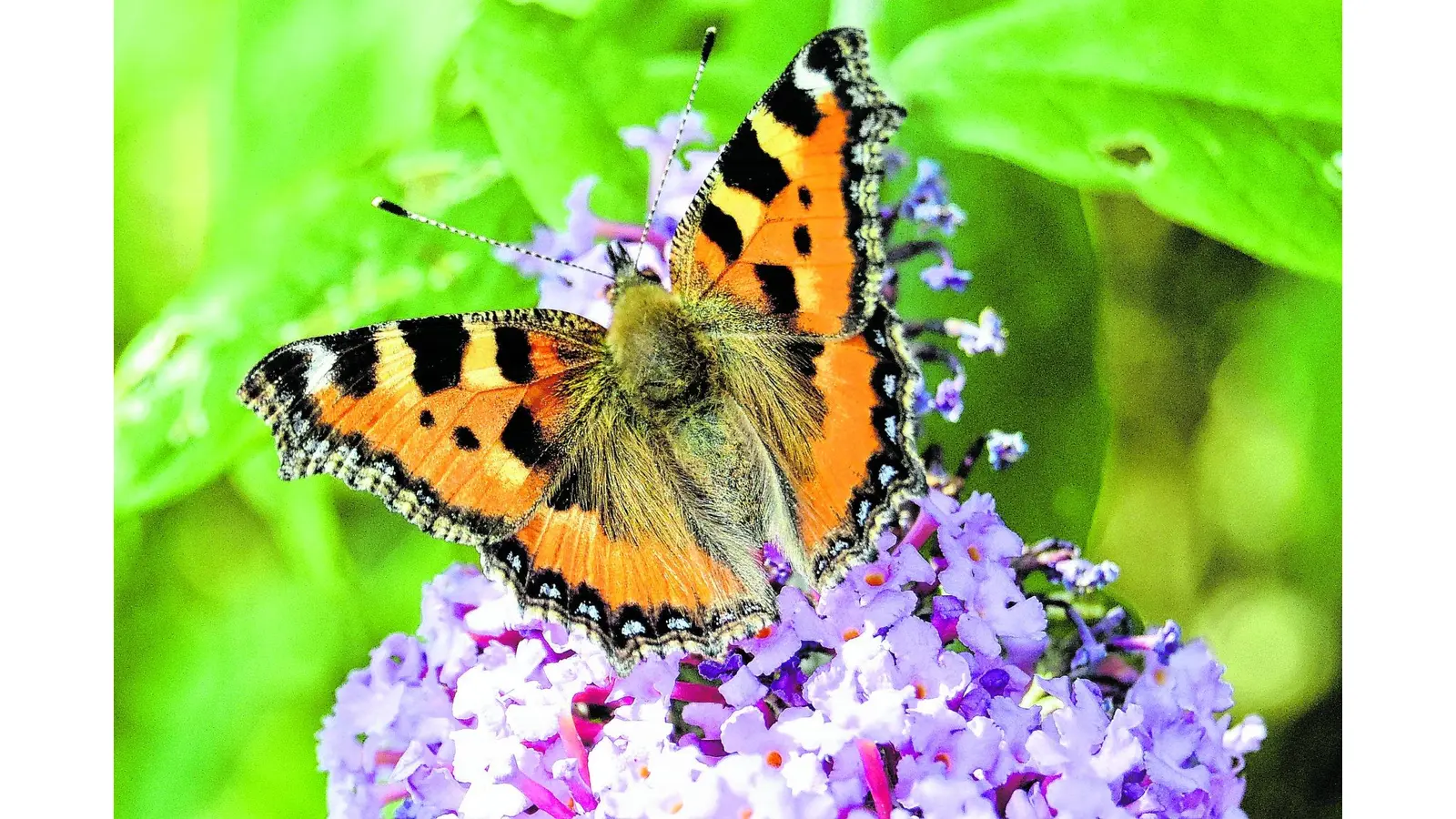 Farbenfrohe Vielfalt (Foto: jl)
