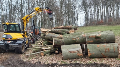 Ein schmerzvoller Anblick für Anwohner und Gäste der Kurstadt: Auch ältester Baumbestand ist von Sicherungsmaßnahmen betroffen. (Foto: gk)