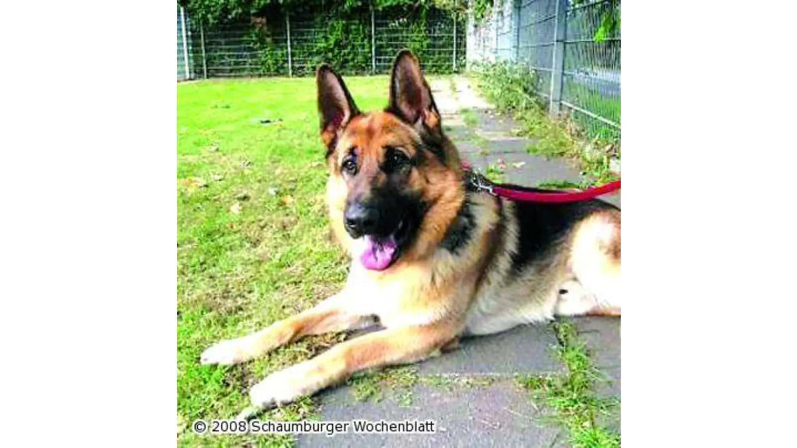 Junger Schäferhund sucht neue Familie (Foto: wtz)