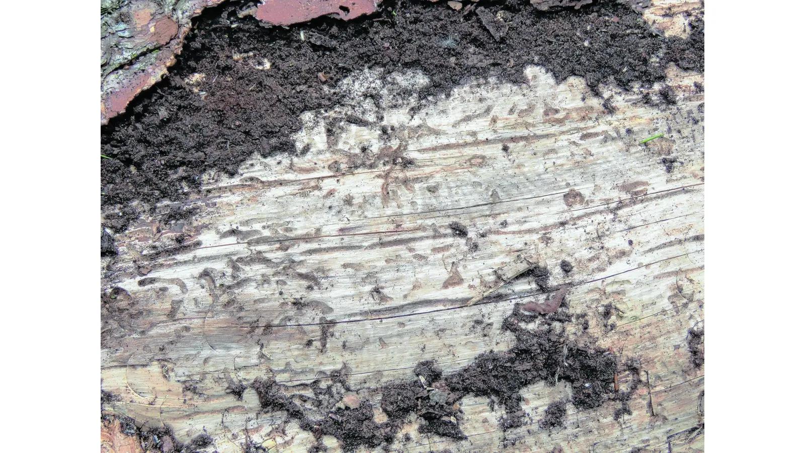 Viele Borkenkäfer und Waldbrandgefahr (Foto: mk)