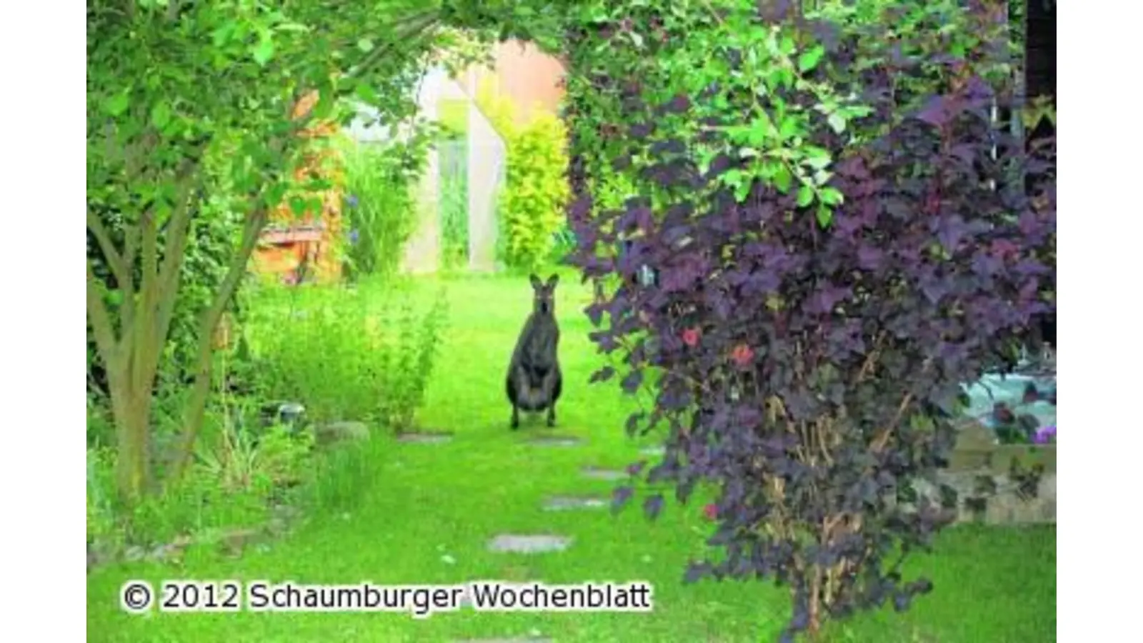 Känguru in Lüdersfeld ausgebüxt (Foto: bb)