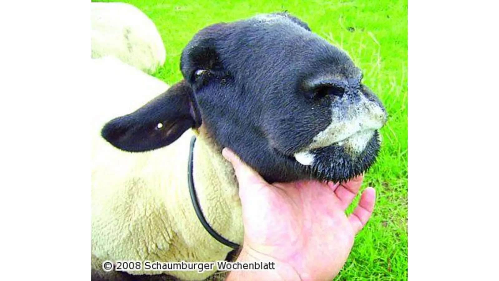 Jetzt Tiere gegen die Blauzungenkrankheit impfen (Foto: red)