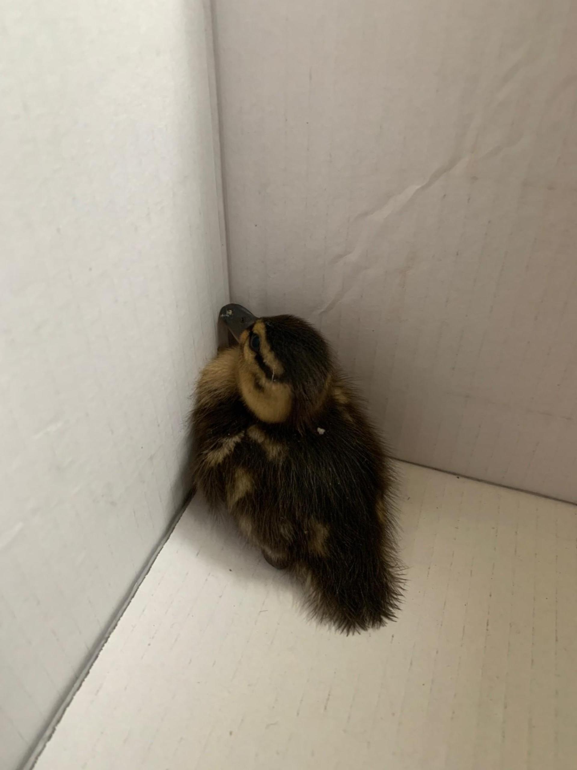 Geheuer war es dem Küken nicht. (Foto: nd)