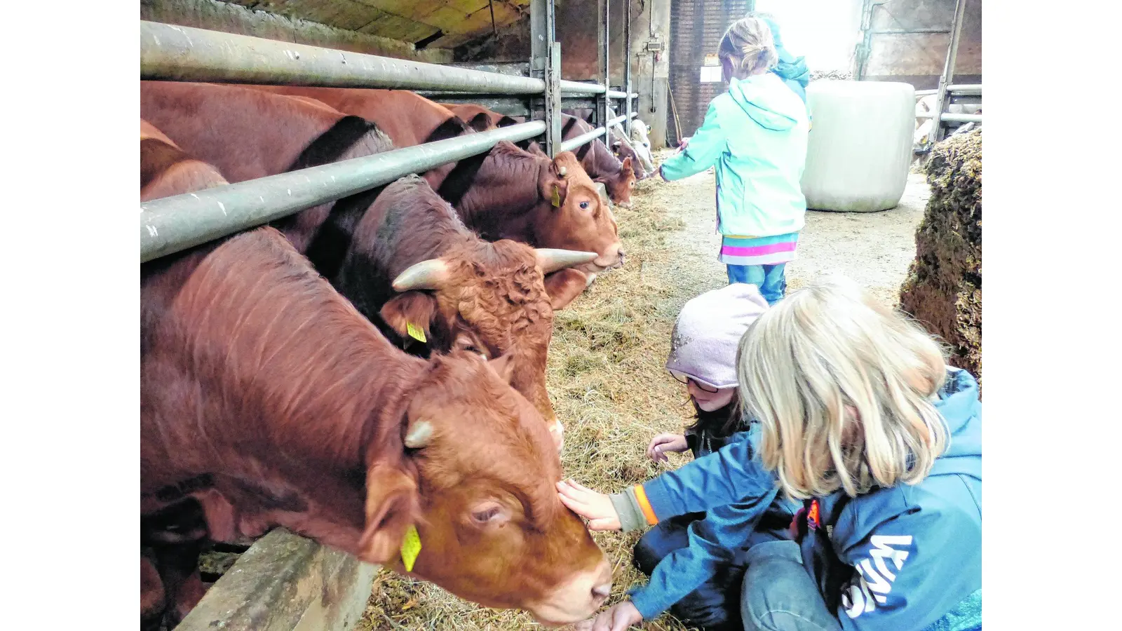 Keine Scheu vor den großen Vierbeinern (Foto: al)