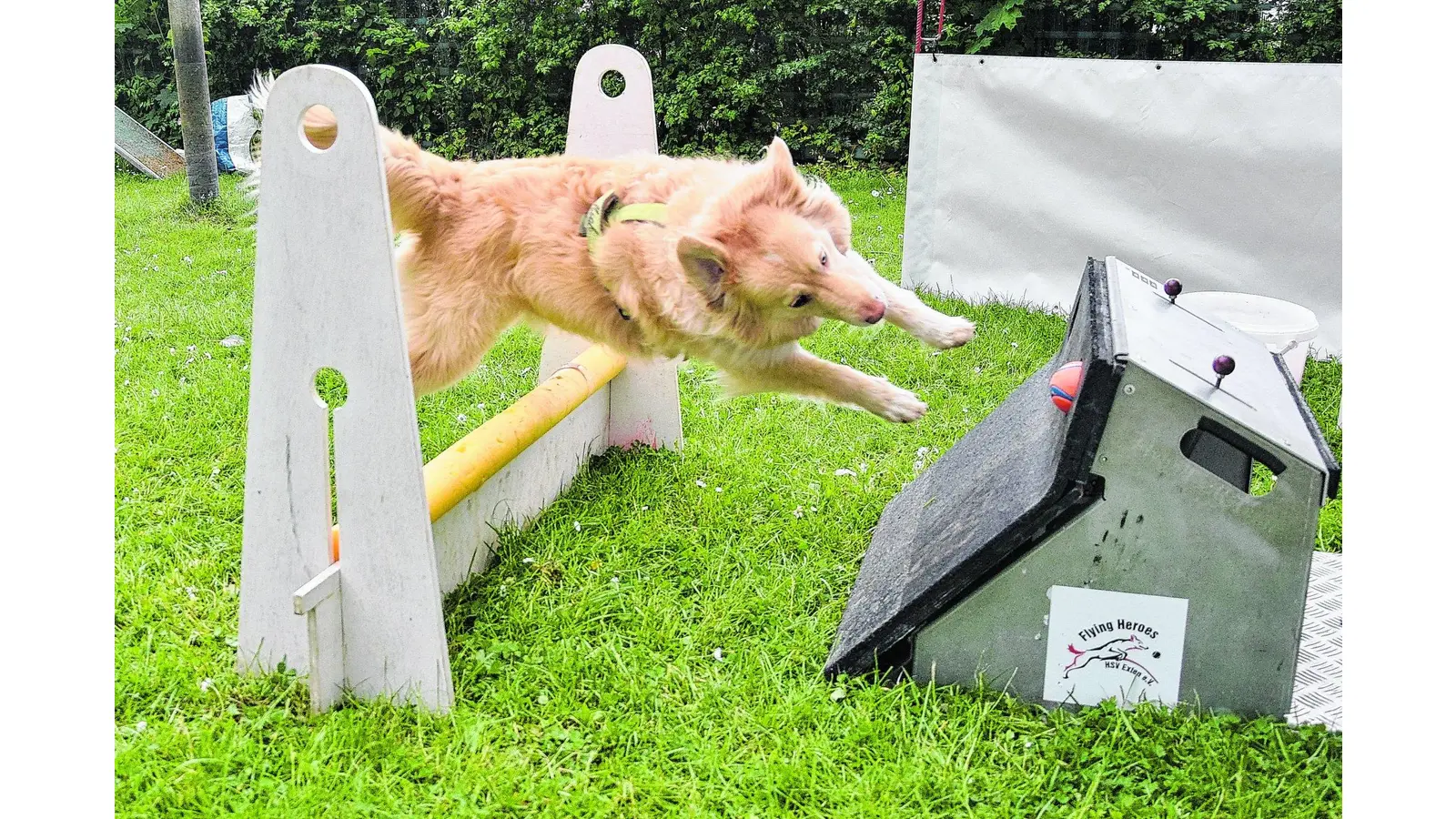 Endlich wieder rasanter Hundesport auf dem Platz (Foto: ste)