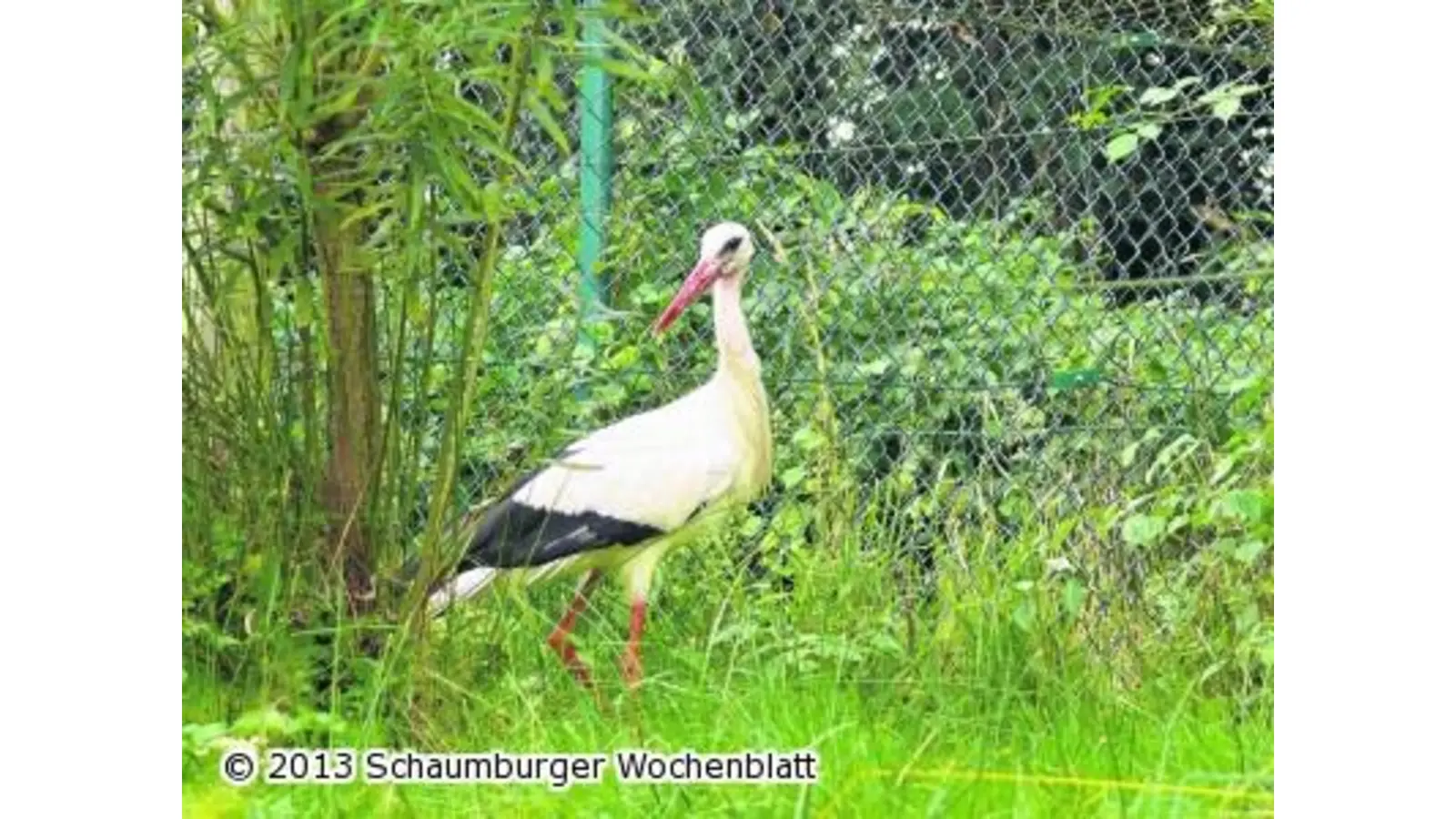 Weißstorch mit Altersrekord (Foto: em)
