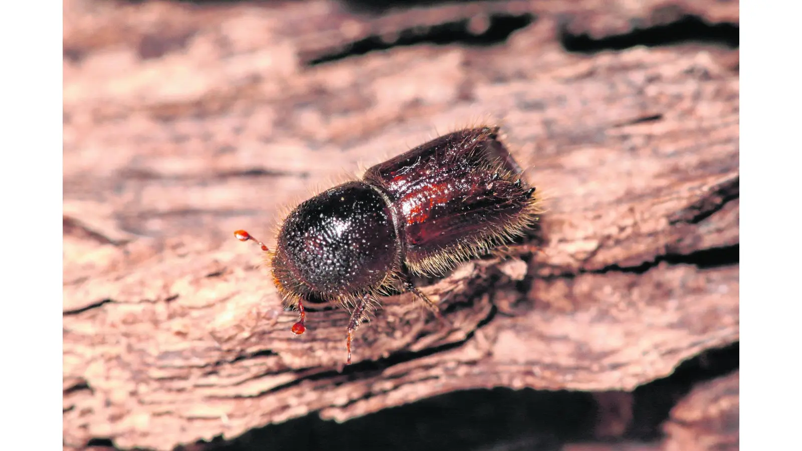 Der Borkenkäfer (Foto: red)