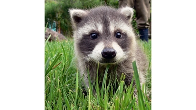 Finger weg: Ab Ende Mai unternehmen junge Waschbären die ersten Ausflüge und werden häufig im Siedlungsbereich gefunden. Solange die Jungbären nicht offensichtlich erkankt oder verletzt sind kann man davon ausgehen, dass sich die Mutter in der Nähe befindet. (Foto: privat)
