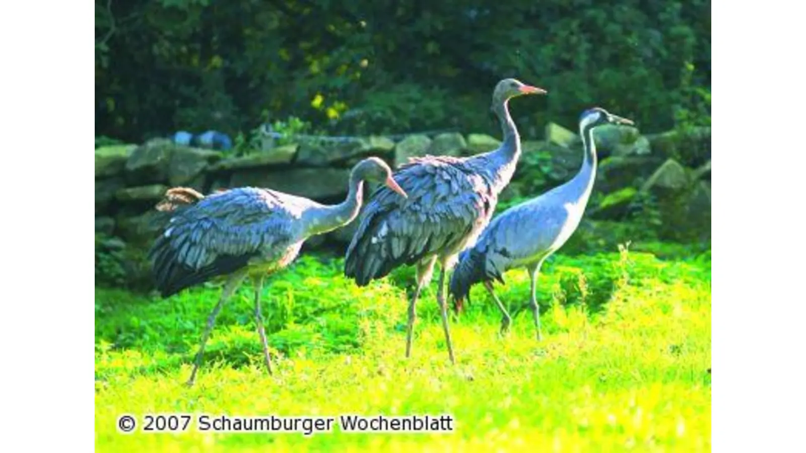 Zwei neue Kraniche im Wisentgehege in Springe (Foto: red)