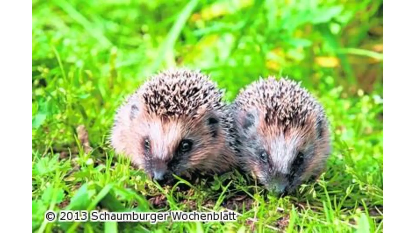 Gärten helfen Igeln über den Winter (Foto: hb)