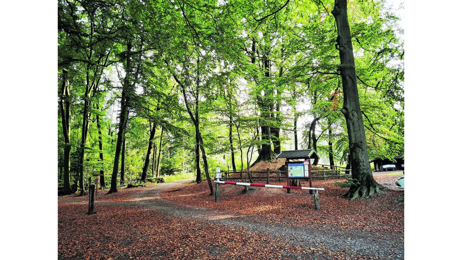 Mit den Augen eines Pilzdetektivs (Foto: jb)