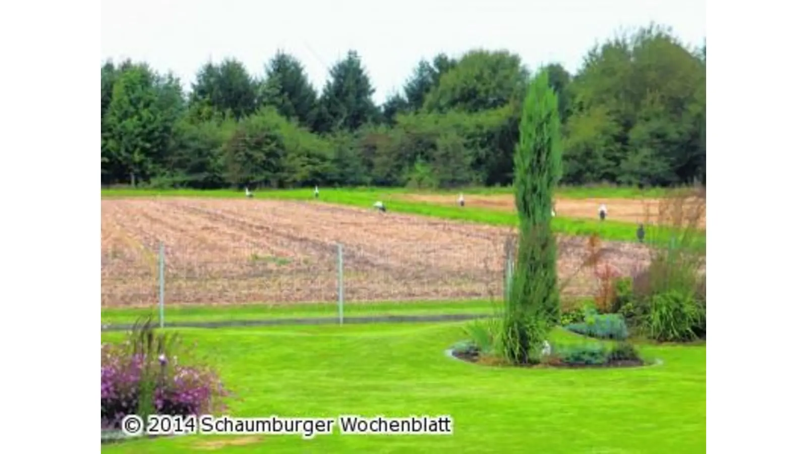 Störche verweilen am Kanal (Foto: mk)