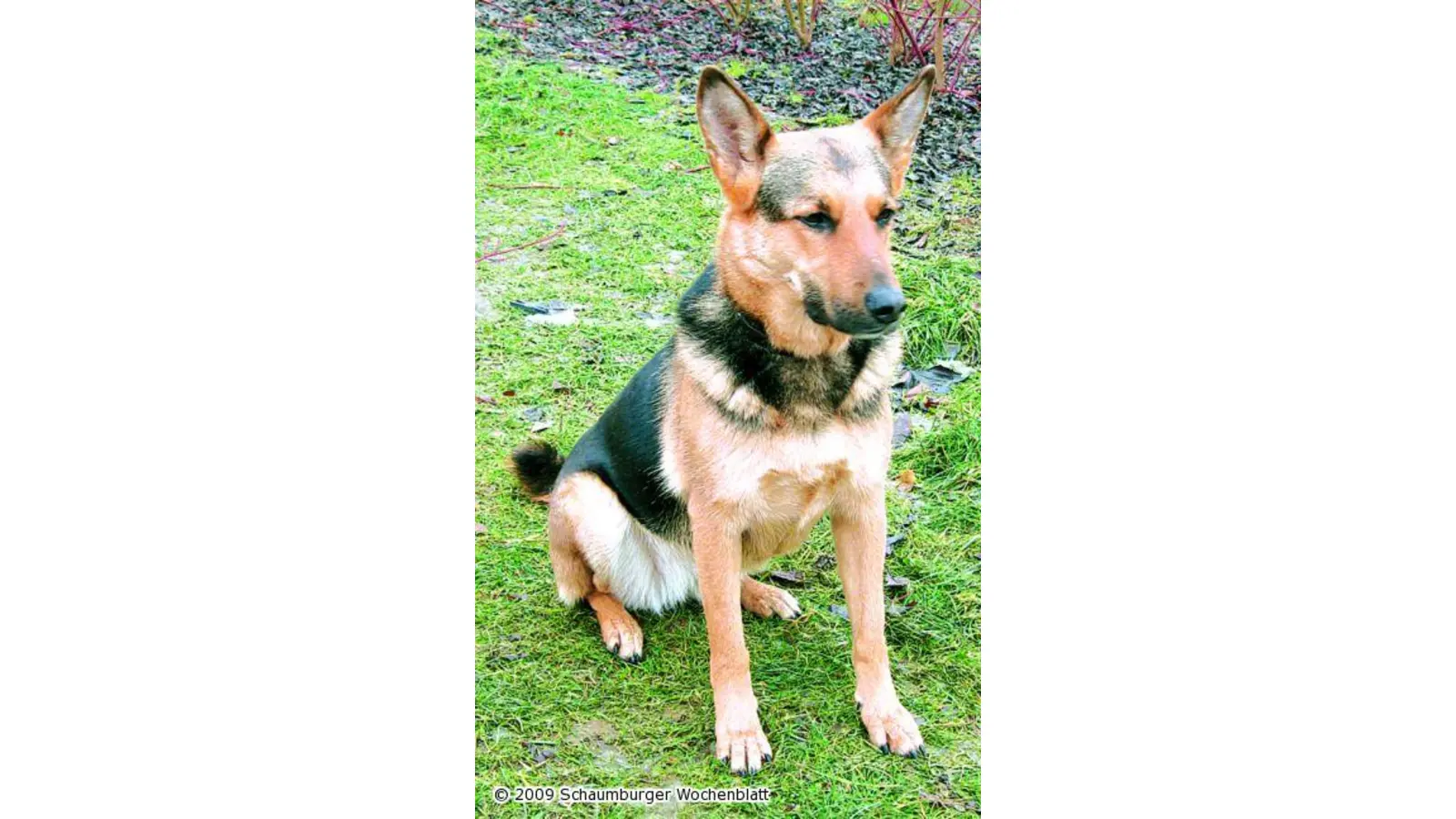 Aika braucht Beschäftigung (Foto: pd)