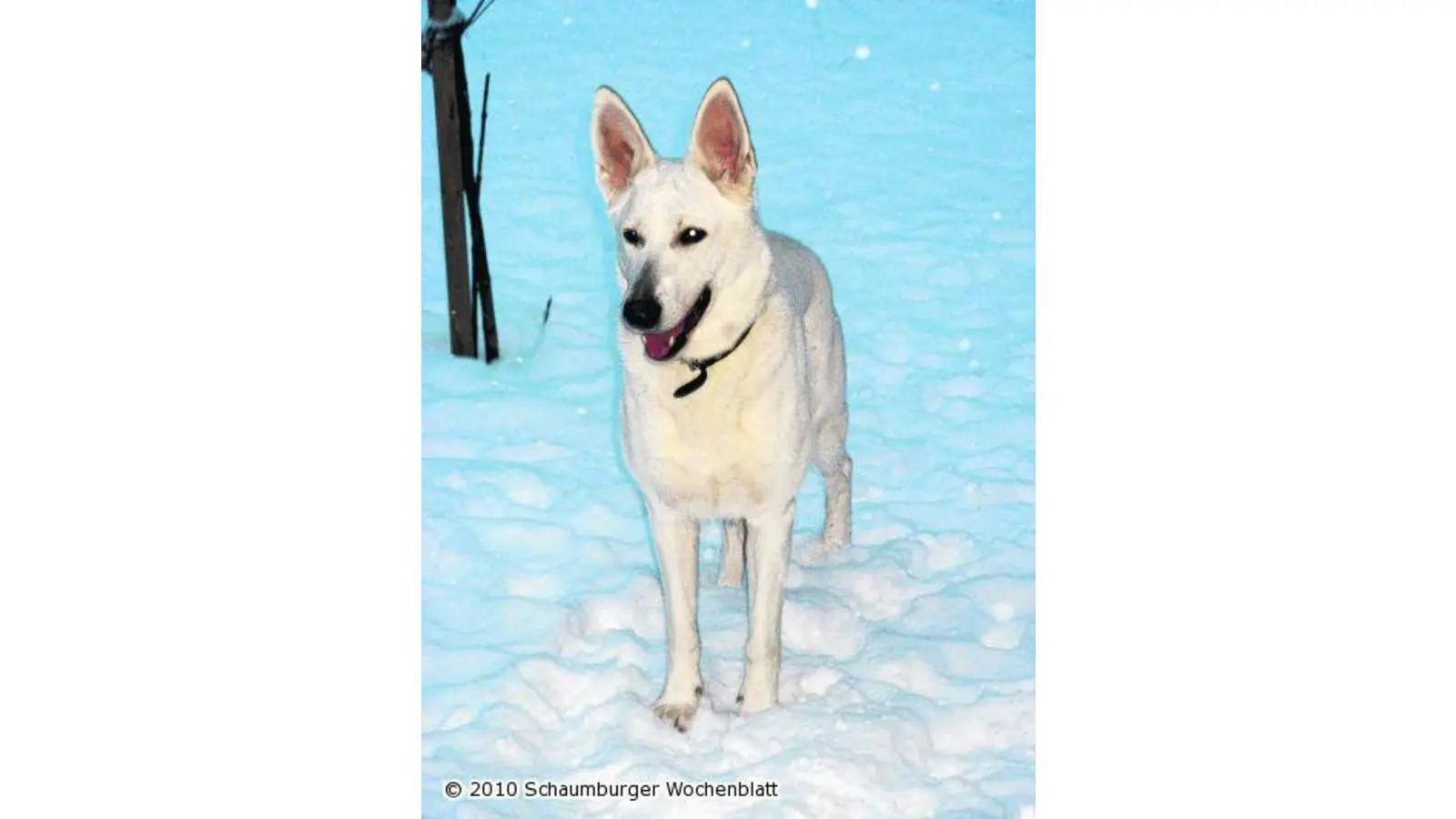 Ein intelligentes Sprungtalent (Foto: pd)