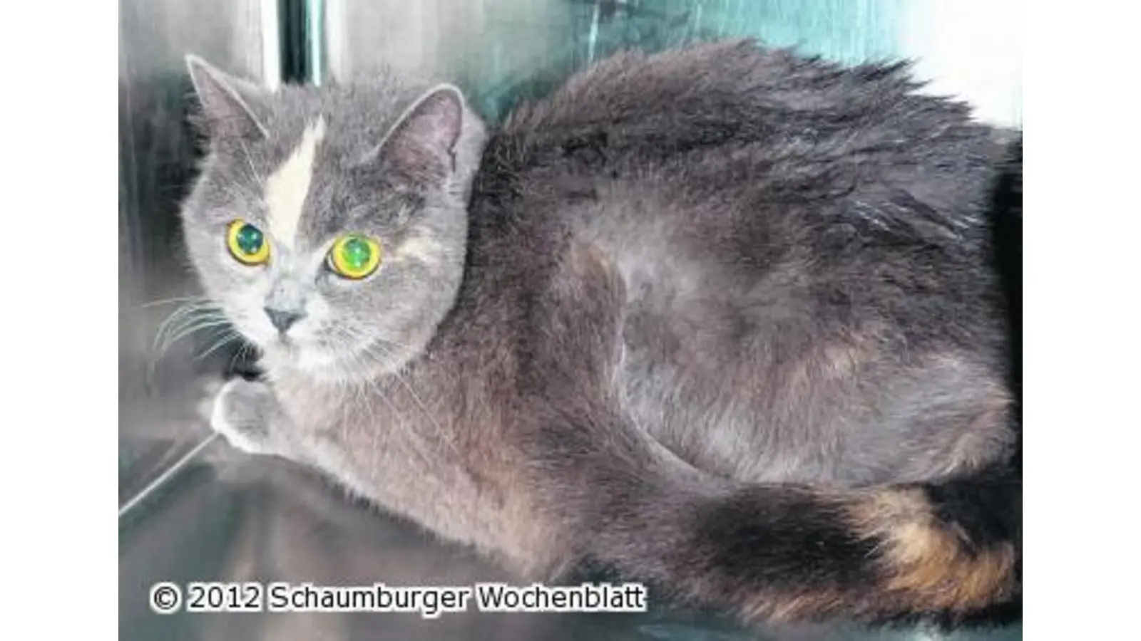 Besitzer dieser Katze gesucht (Foto: wtz)