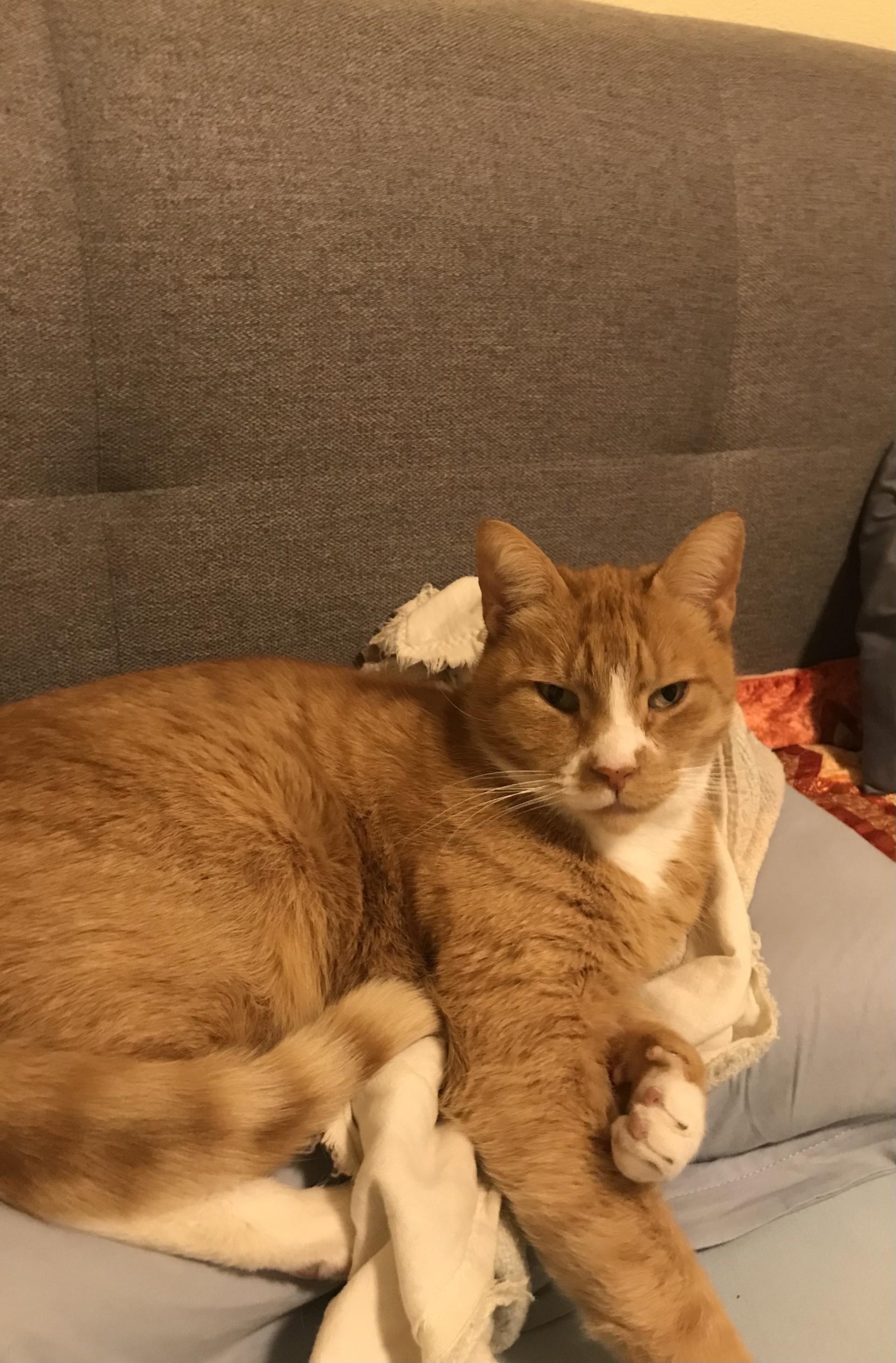 Katzen Top Ten - nicht nach der Platzierung sortiert. (Foto: *privat)