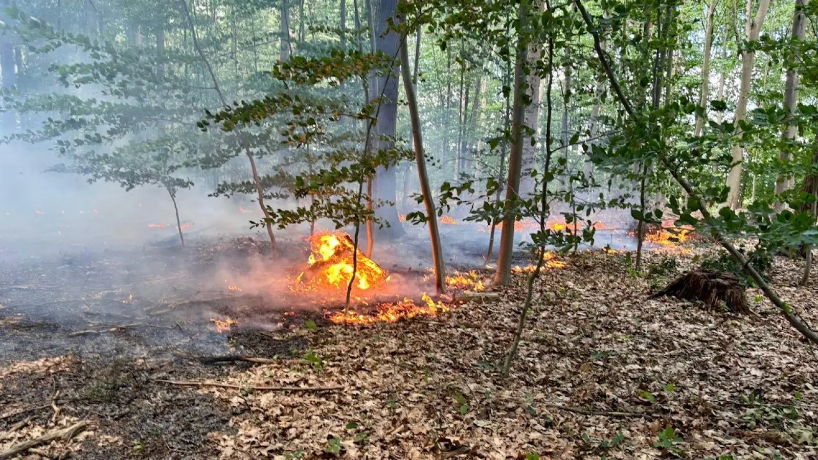 Waldbrand: Flammen schlagen aus dem Unterholz. (Foto: Feuerwehr)