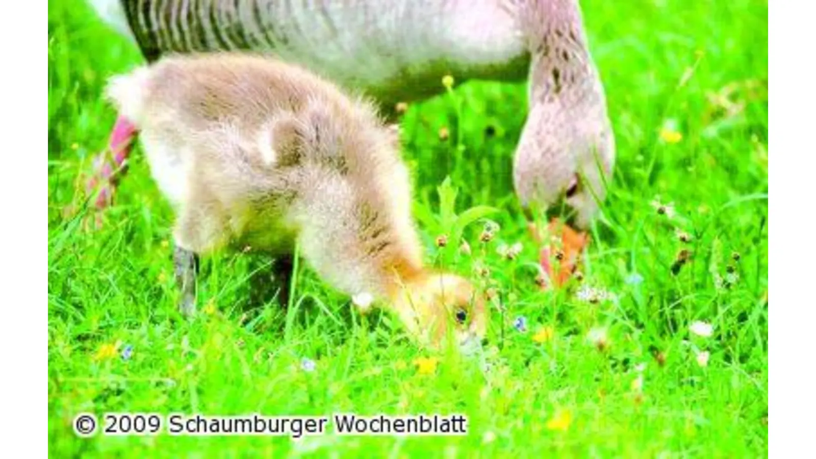 Dia-Vortrag über Salzkammergut (Foto: red)
