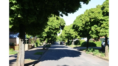 Die Verwaltung will die Möglichkeiten prüfen, bei der Sanierung der Kanalisation möglichst viele Bäume in der Staatsrat-Lorenz-Straße zu erhalten. Auch eine Gestaltung unter Beibehaltung von Bürgersteigen wird in Erwägung gezogen.  (Foto: bb)
