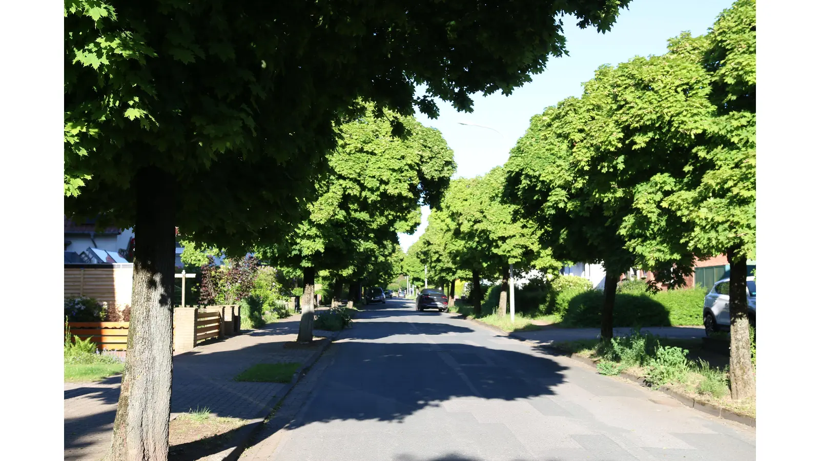 Die Verwaltung will die Möglichkeiten prüfen, bei der Sanierung der Kanalisation möglichst viele Bäume in der Staatsrat-Lorenz-Straße zu erhalten. Auch eine Gestaltung unter Beibehaltung von Bürgersteigen wird in Erwägung gezogen.  (Foto: bb)