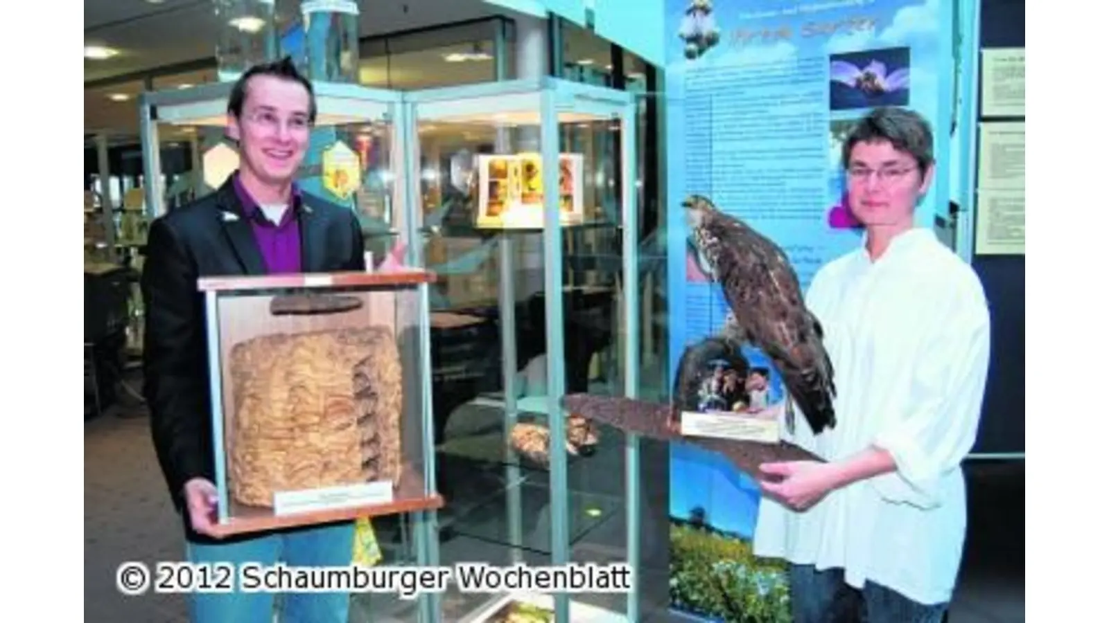 Nur die weiblichen Hummeln können stechen (Foto: ste)