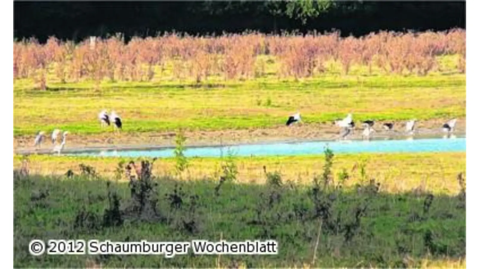 Vogelzug ist im vollen Gange (Foto: red)