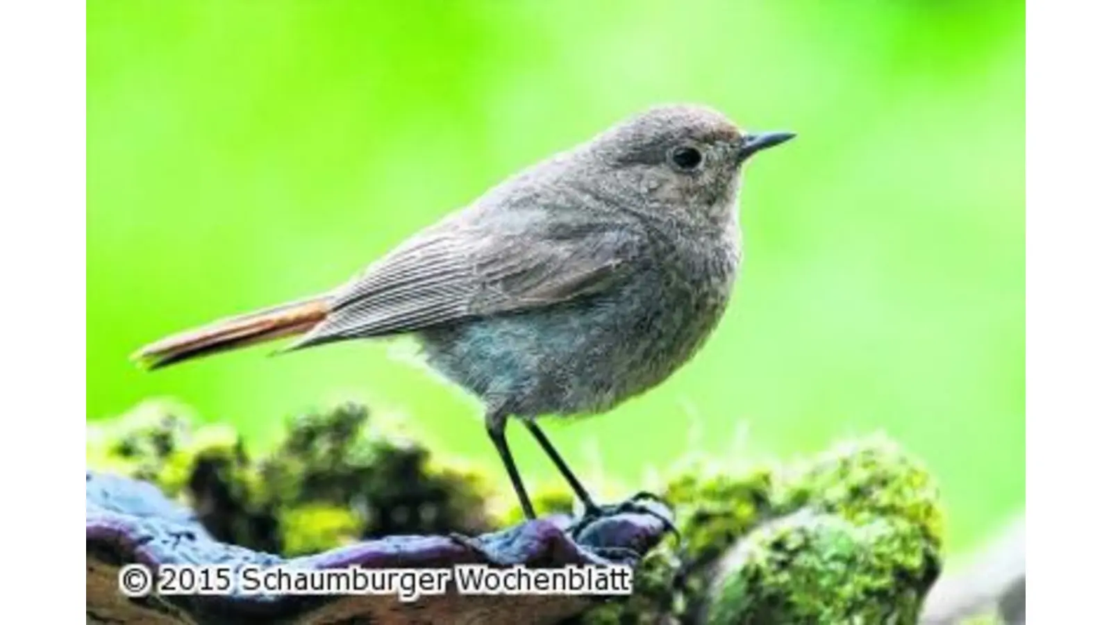 Aufbau einer NABU-Gruppe geplant (Foto: red)