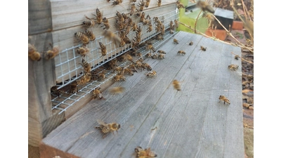 Einstieg in die Bienenhaltung wird im Februar wieder auf dem Lehrplan stehen. (Foto: privat)