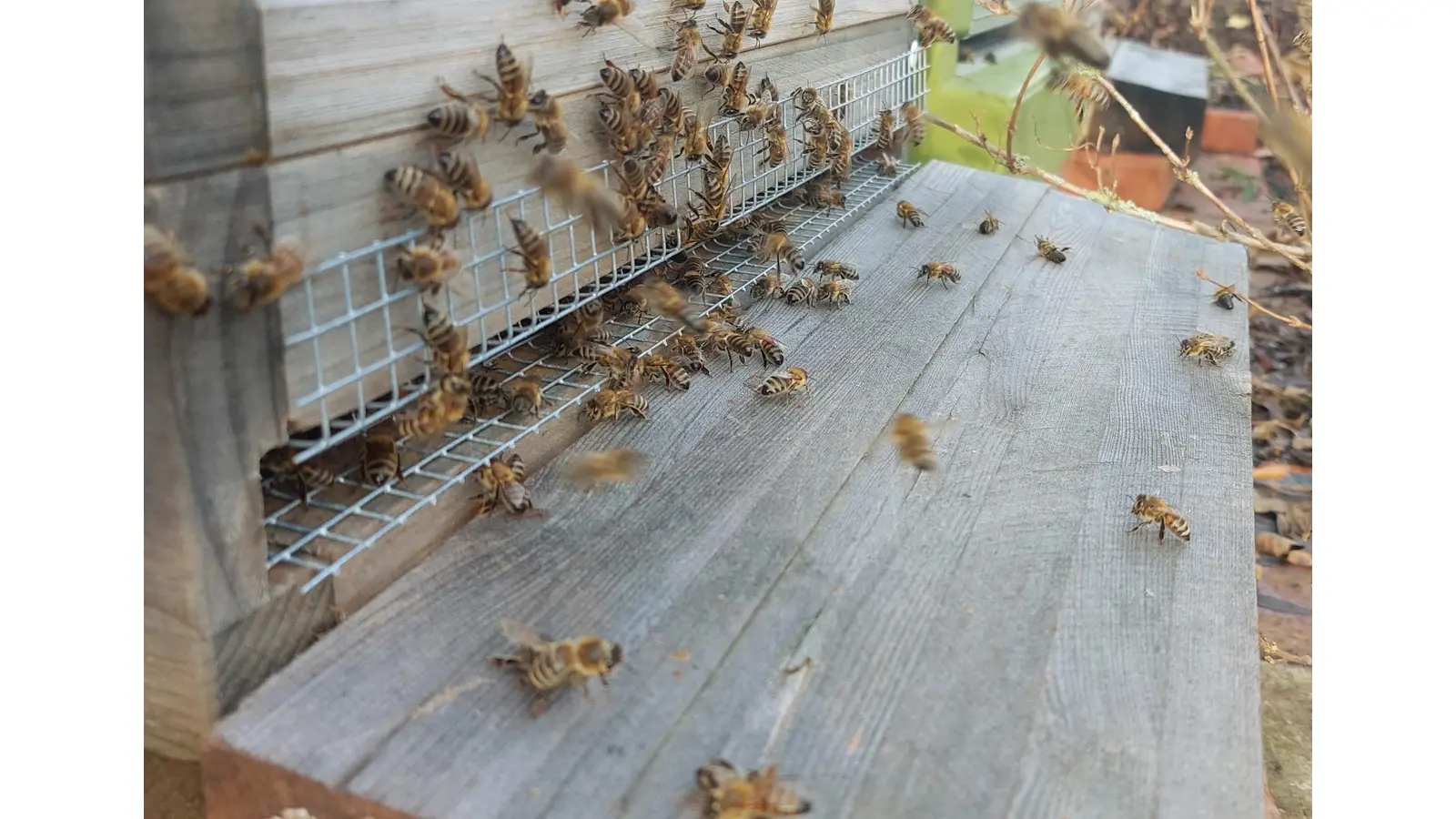 Einstieg in die Bienenhaltung wird im Februar wieder auf dem Lehrplan stehen. (Foto: privat)