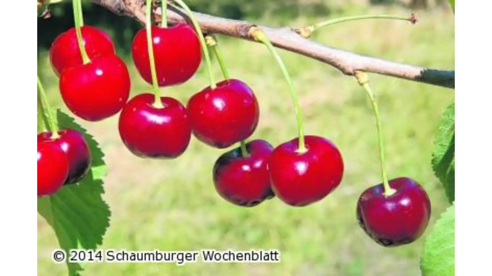 Die ersten Kirschen sind schon reif (Foto: ste)