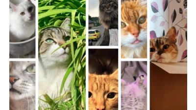 Katzen-Collage. (Foto: privat)